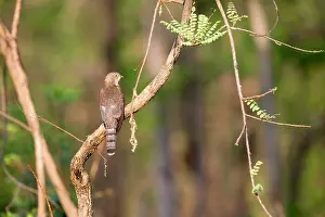 Varius: Common Hawk-Cuckoo / Brainfever Bird