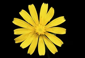 Hawkbit: Common Hawkbit