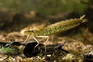 Juncea: Common Hawker Dragonfly larva
