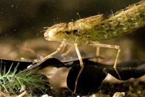 Juncea: Common Hawker Dragonfly larva