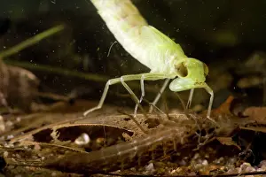 Shortly: Common Hawker Dragonfly larva - shortly after shedding