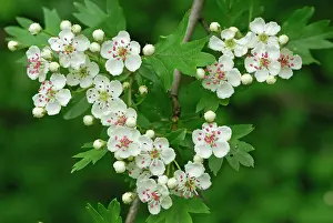Hawthorns: Common Hawthorn