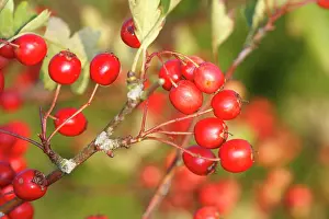 Hawthorns: Common Hawthorn - with berries