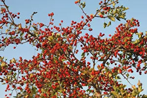 Hawthorns: Common Hawthorn - with berries