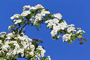 Crataegus: Common Hawthorn - blossom