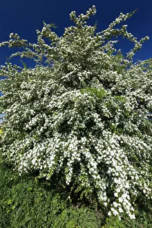 Crataegus: Common Hawthorn - blossom