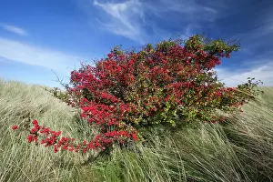 Hawthorns: Common Hawthorn - bush full of ripened berries