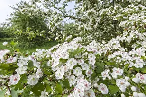 Crataegus: Common Hawthorn (Crataegus monogyna) in full bl