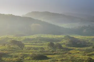 Crataegus: Common Hawthorn (Crataegus monogyna) in dune valley on misty morning at sunrise