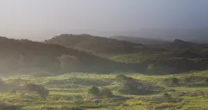 Crataegus: Common Hawthorn (Crataegus monogyna) in dune valley on misty morning at sunrise