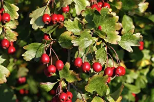 Hawthorns: Common Hawthorn - with fruit