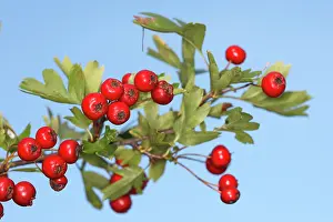 Hawthorns: Common Hawthorn - with fruit