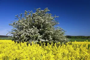 Crataegus: Common Hawthorn and Rape Seed (Brassica napus) - blossom