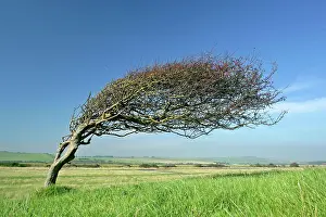 Hawthorns: Common Hawthorn, wind swept specimen bent nearly