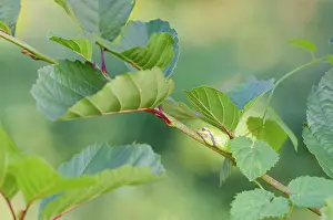 Corylus: Common Hazel