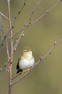 Corylus: Common Hazel