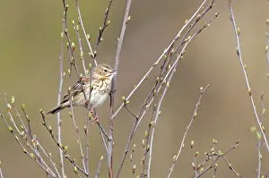 Anthus: Common Hazel