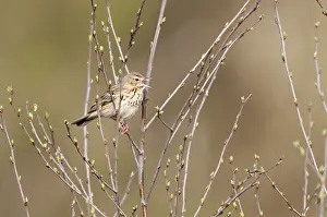 Anthus: Common Hazel