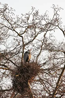Corylus: Common Hazel