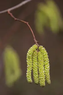 Oever: Common Hazel