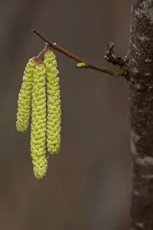 Oever: Common Hazel