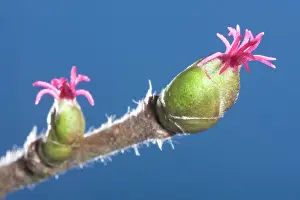 Hazels: Common Hazel - catkins