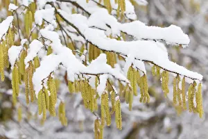 Hazels: Common Hazel - catkins covered in snow