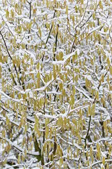 Hazels: Common Hazel - catkins covered in snow