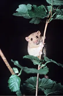 Hazel: Common / Hazel DORMOUSE -