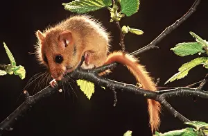Balancing: Common / Hazel DORMOUSE - balancing on branch