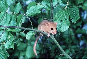Balancing: Common / Hazel DORMOUSE - in branch fork