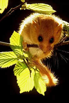 Balancing: Common / Hazel DORMOUSE - on branch, amongst leaves