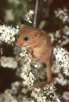 Hazel: Common / Hazel DORMOUSE - climbing in Blackthorn