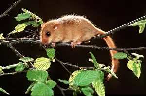 Hazel: Common / Hazel DORMOUSE - climbing along branch