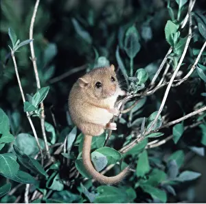 Honeysuckle: Common / Hazel DORMOUSE - climbing in honeysuckle