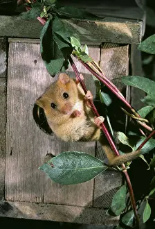 Boxes: Common / Hazel DORMOUSE - climbing honeysuckle stem
