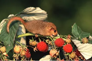Berry: Common / Hazel DORMOUSE - climbs raspberry stem