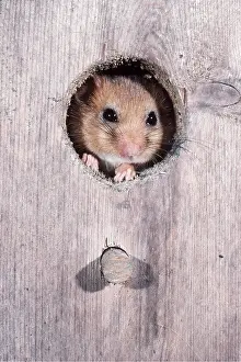 Outs: Common / Hazel DORMOUSE - face peeping out of nest box