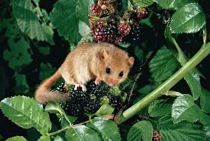 Brambles: Common / Hazel DORMOUSE - feeding
