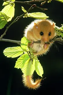 Avellanarius: Common / Hazel DORMOUSE - hanging from branch amongst leaves