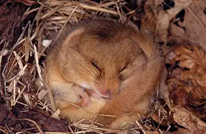 Dormice: Common / Hazel DORMOUSE - Hibernating