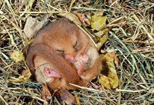 Hibernating: Common / Hazel DORMOUSE - hibernating