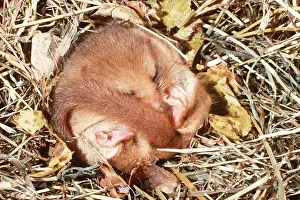 Hazel: Common / Hazel DORMOUSE - hibernating
