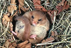 Hazel: Common / Hazel DORMOUSE - hibernating