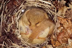 Dormice: Common / Hazel DORMOUSE - HIbernating, close up