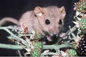 Bramble: Common / Hazel DORMOUSE - juvenile on blackberry branch