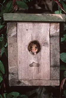 Boxes: Common / Hazel DORMOUSE - peeps out of nest box