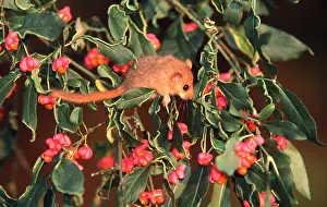 Berry: Common / Hazel DORMOUSE - amongst Spindle berries