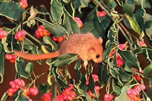 Berry: Common / Hazel DORMOUSE - on spindle berries