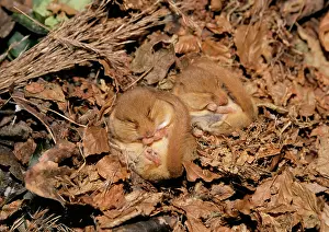 Dormice: Common / Hazel DORMOUSE- X2 Hibernating